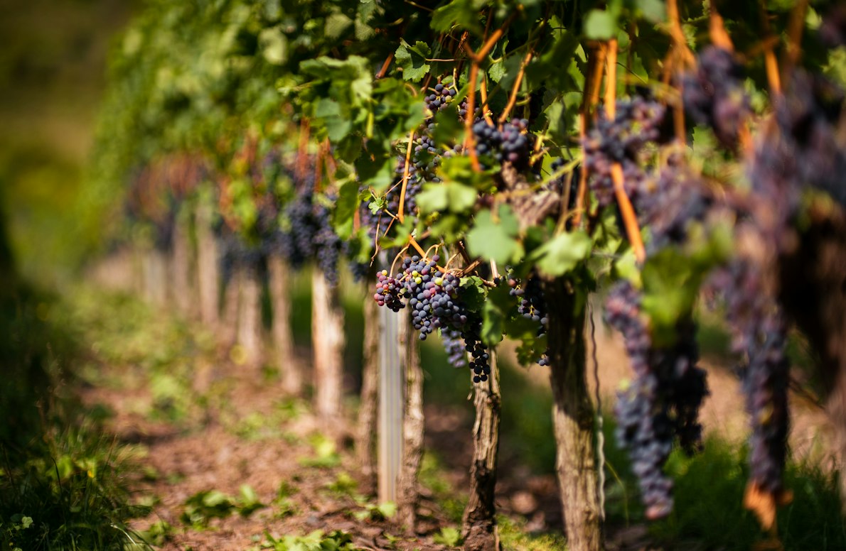 La vigne de vin fait partie de l'environnement naturel et économique de nombreuses régions de France et du Monde